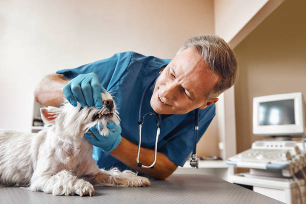 Best Root Canal Emergency Dentist  in Mims, FL